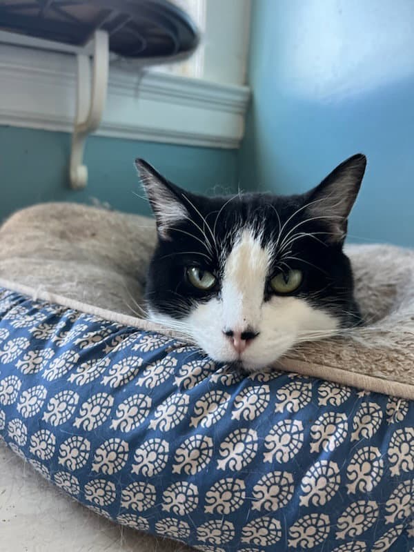 Eddie - Domestic Short Hair