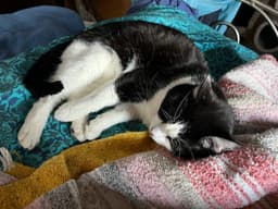 Eddie image 3