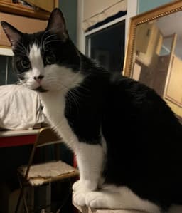 Eddie image 4