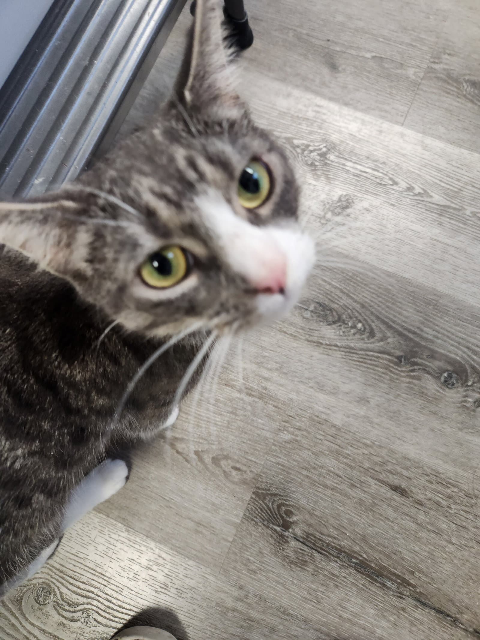 Abbie - Domestic Short Hair