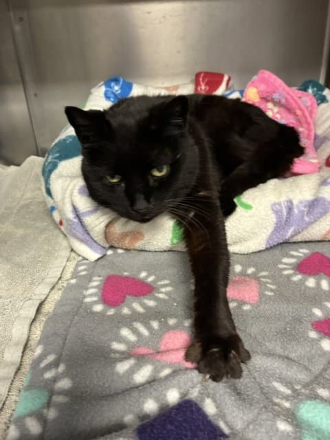 Queenie - Domestic Short Hair
