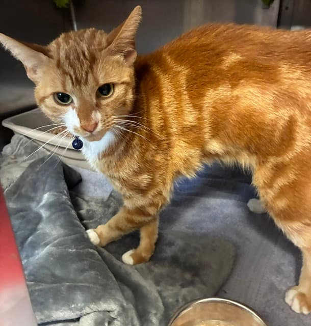 Phenyx - Domestic Short Hair