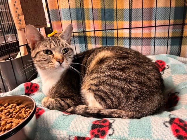 Olivia - Domestic Short Hair