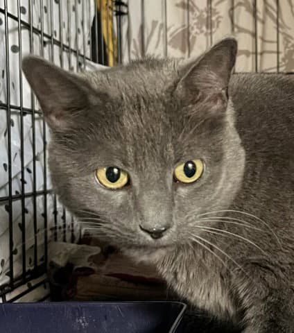 Shayna - Russian Blue