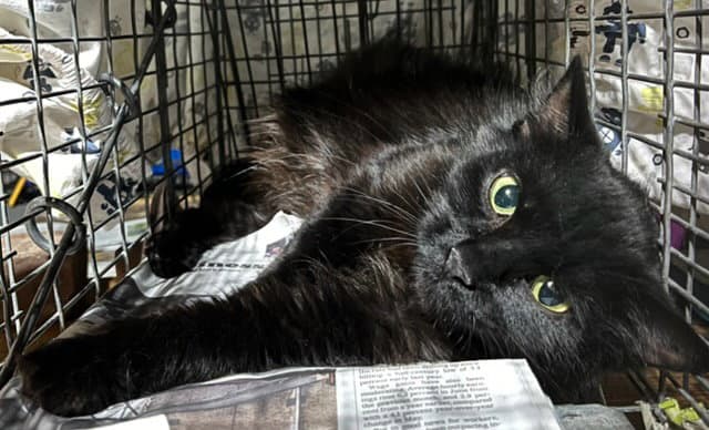 Ebony - Domestic Long Hair