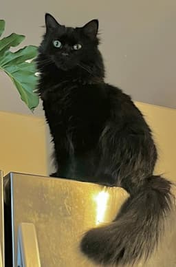 Ebony image 4