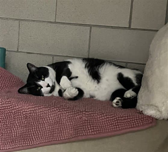 Willow - Domestic Short Hair