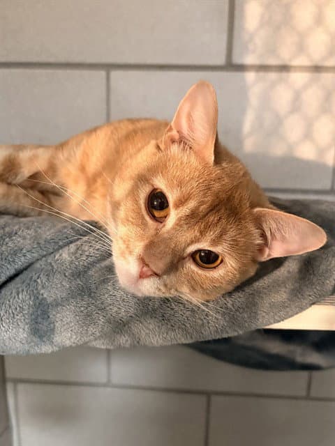 Canillo - Domestic Short Hair