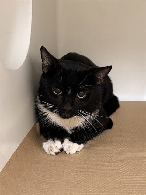 Lenny - Domestic Short Hair