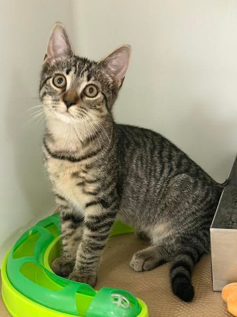 Logan - Domestic Short Hair