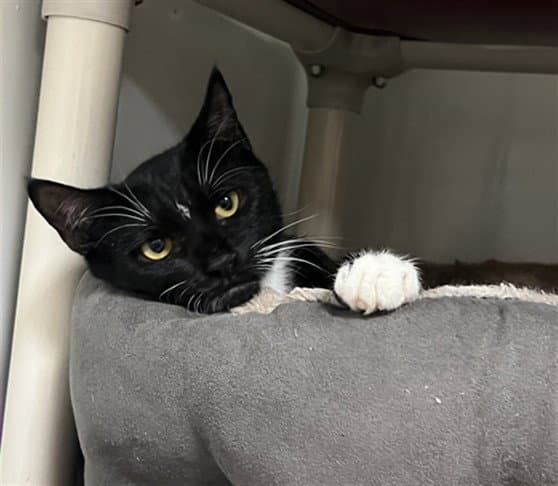 Potato Salad - Domestic Short Hair