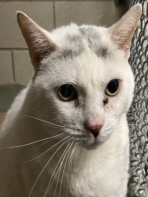 Winter - Domestic Short Hair