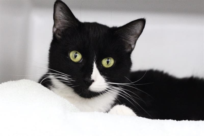 Sansa - Domestic Short Hair