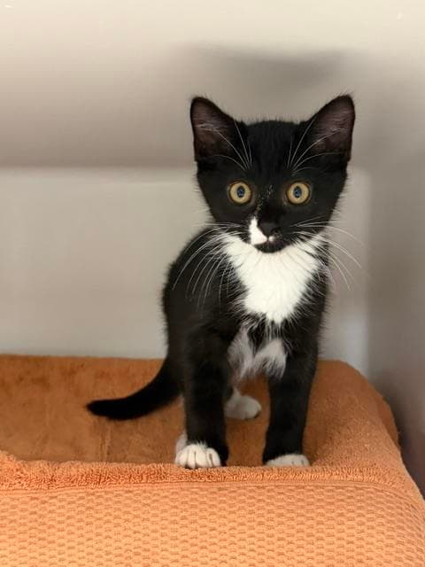 Clove - Domestic Short Hair