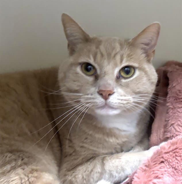Clarence - Domestic Short Hair
