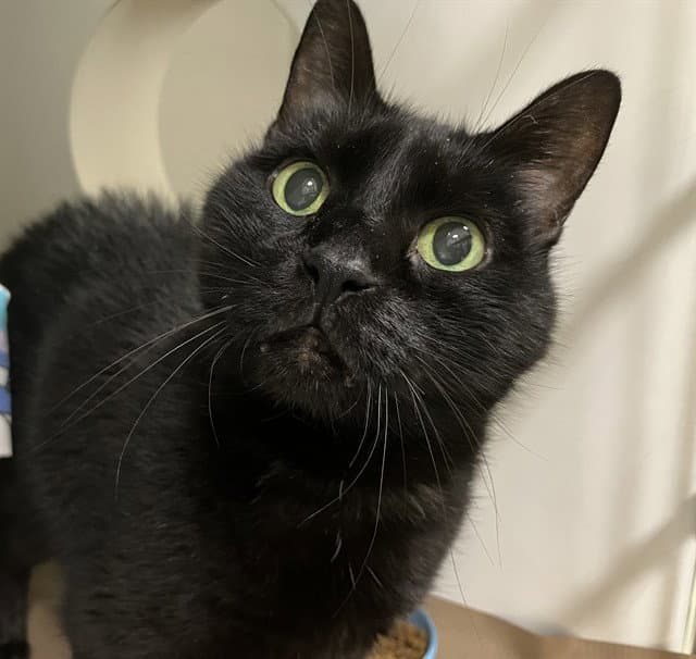 Mandela - Domestic Short Hair
