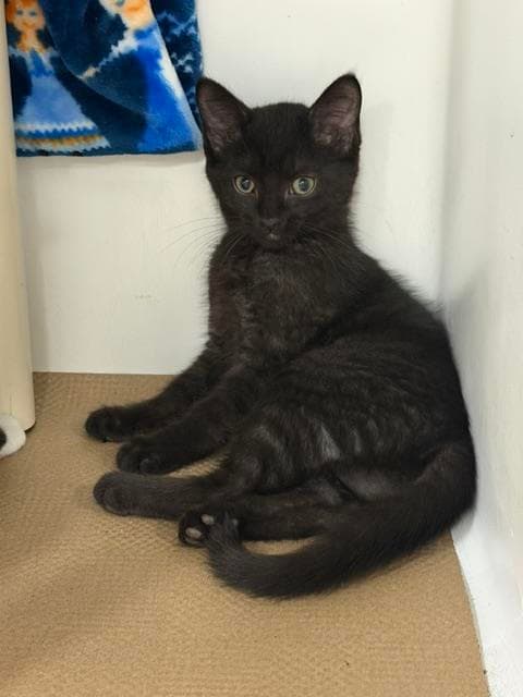 Callum - Domestic Short Hair