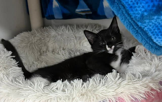 Hamish - Domestic Short Hair