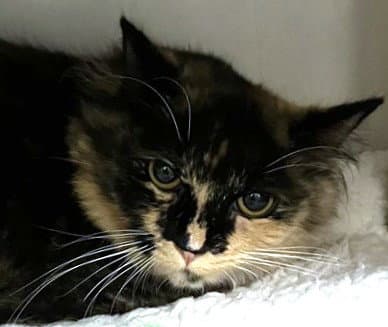 Nyla - Domestic Long Hair