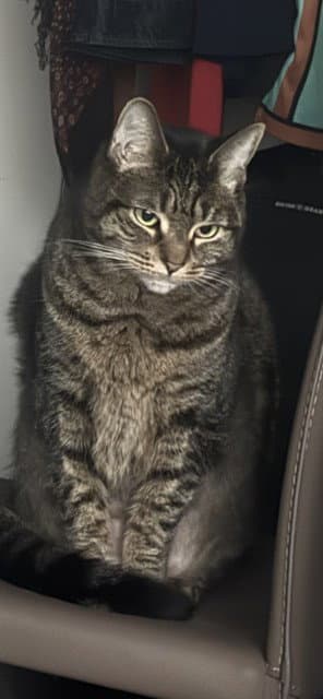 Tiger - Domestic Short Hair