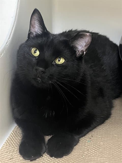 Luka - Domestic Short Hair