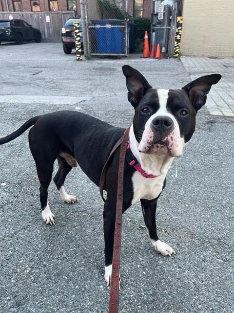 Scrappy - Pit Bull Terrier