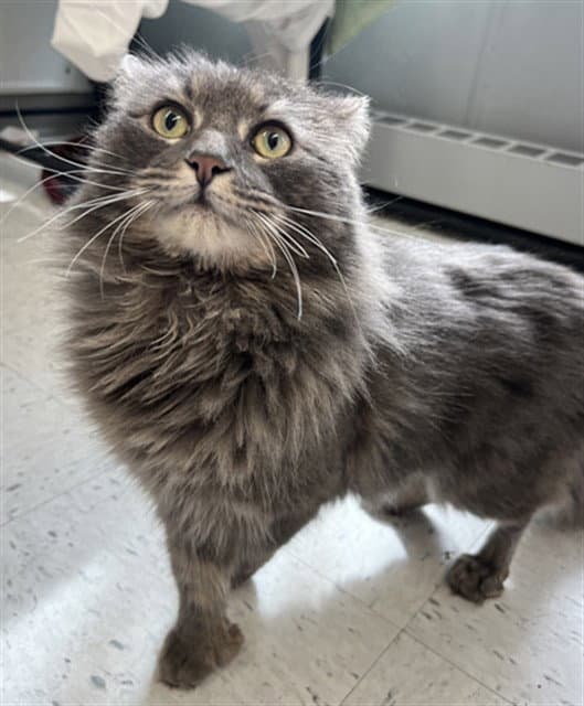 Porcupine - Domestic Long Hair