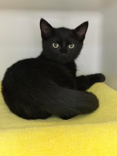 Sam - Domestic Short Hair