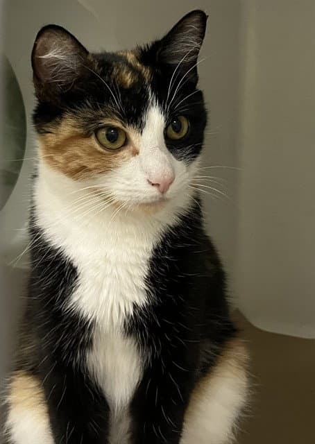 Petra - Domestic Short Hair
