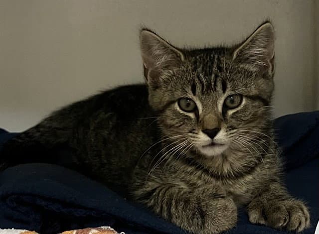 Thorn - Domestic Short Hair