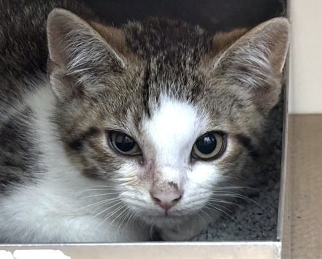 Sunny - Domestic Short Hair