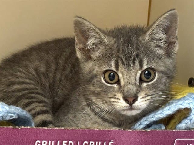 Bolt - Domestic Short Hair