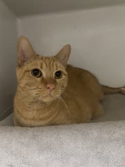 Charlie image 1