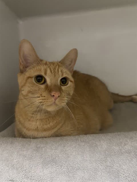 Charlie - Domestic Short Hair