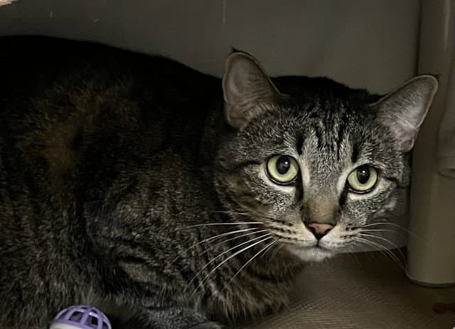 Sammy - Domestic Short Hair