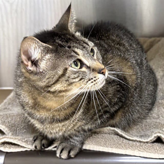 Pacific - Domestic Short Hair