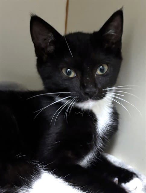 Dodie - Domestic Short Hair