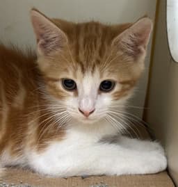 Pedro image 1