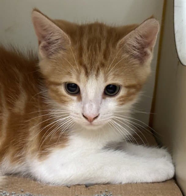 Pedro - Domestic Long Hair