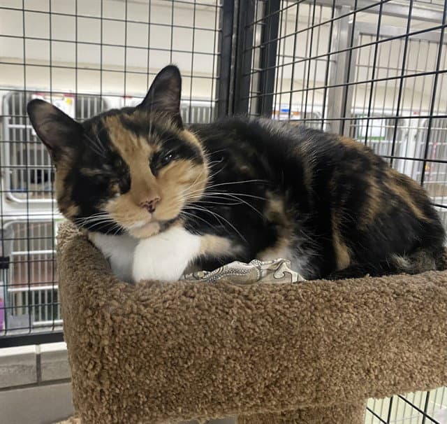 Adele - Domestic Short Hair