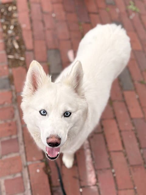 Lily - Samoyed