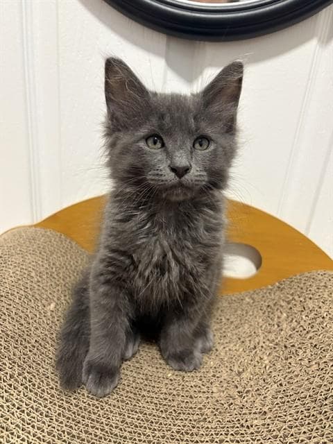 Goose - Domestic Long Hair
