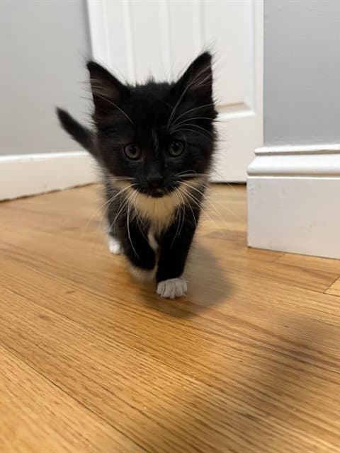 Puffin - Domestic Long Hair