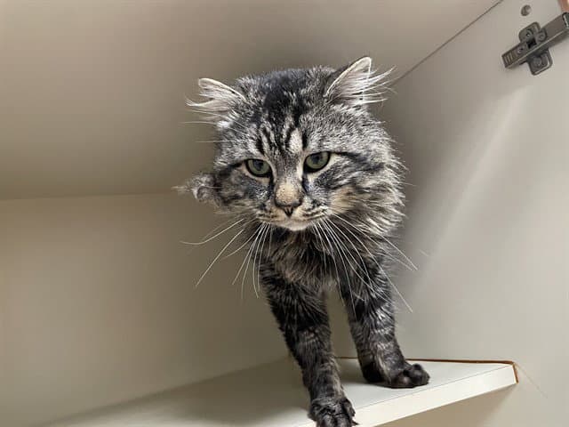 St Patrick - Domestic Long Hair