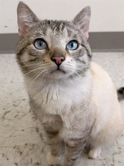 Charm - Domestic Short Hair