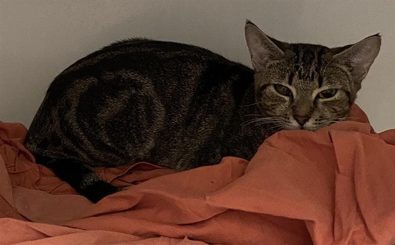 Sissy - Domestic Short Hair