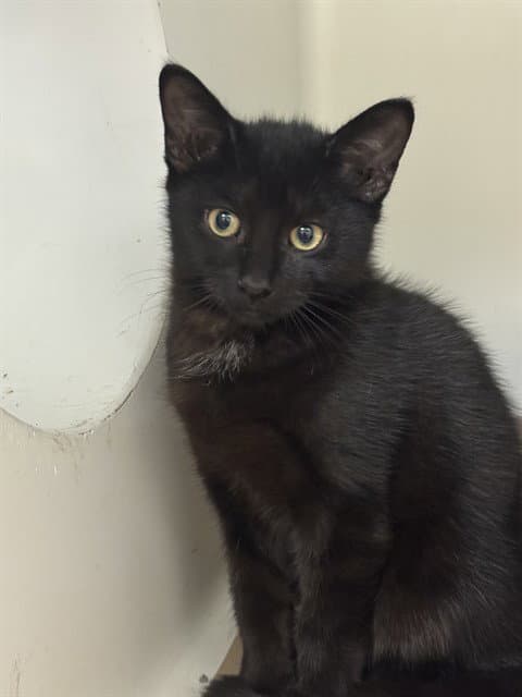Lays - Domestic Short Hair