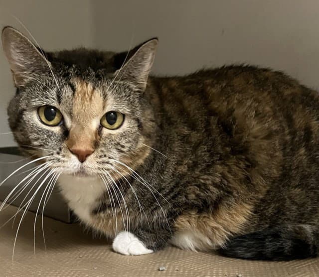 Rice - Domestic Short Hair