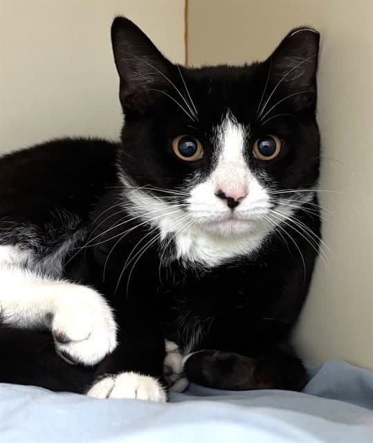 Checkers - Domestic Short Hair