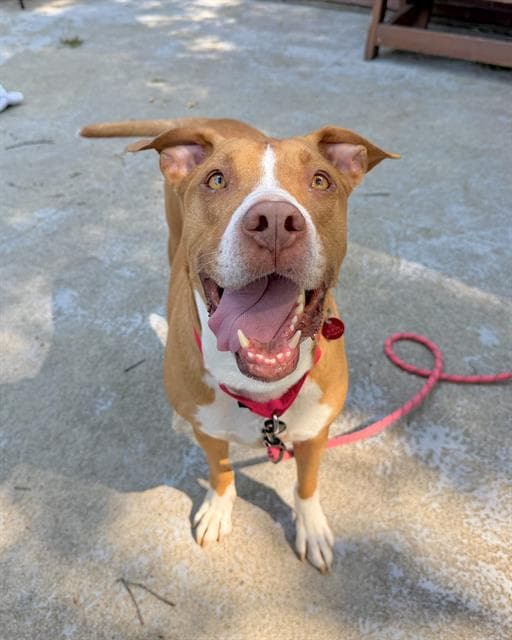 Chance - Pit Bull Terrier